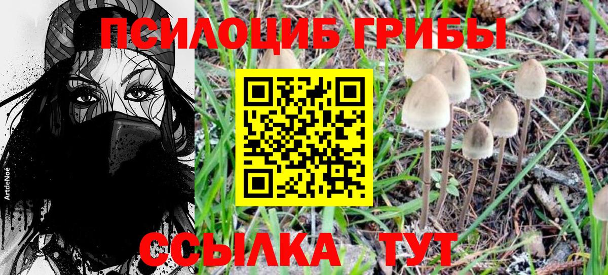 Псилоцибиновые грибы Cubensis Обнинск